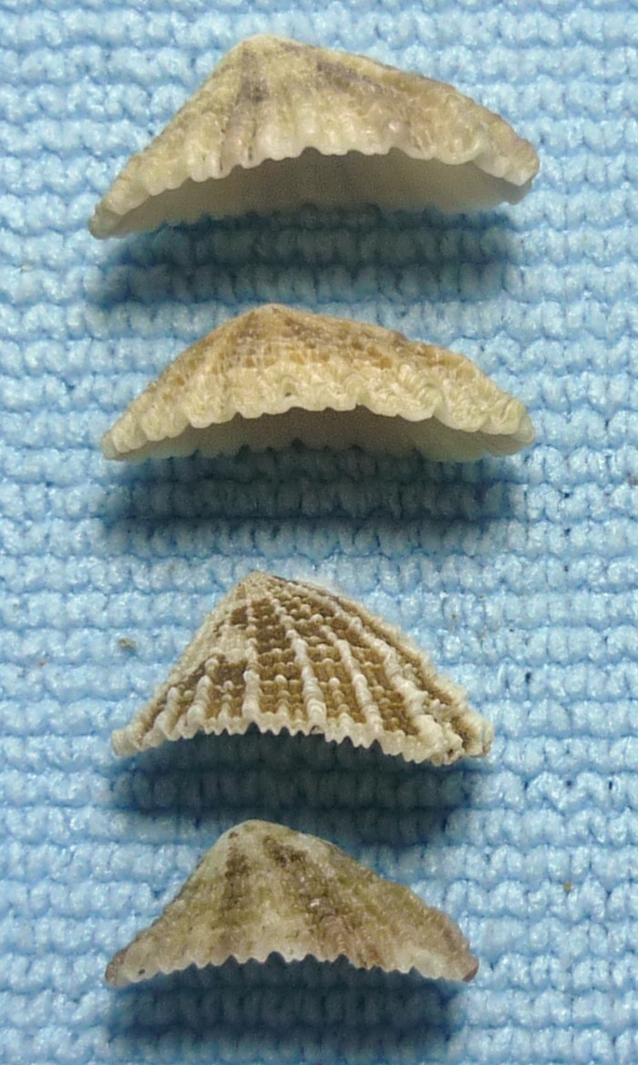 Diodora graeca